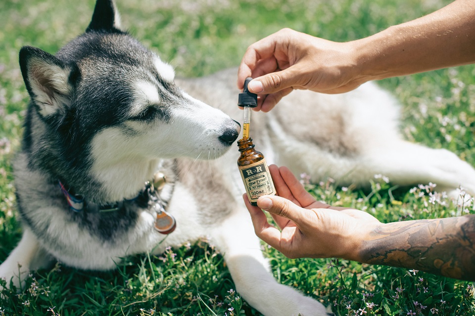CBD For Pets: Is It Beneficial?