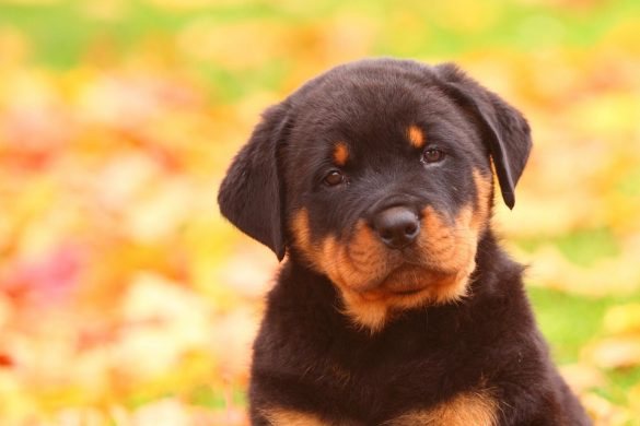 How Do You Train Rottweiler Puppies