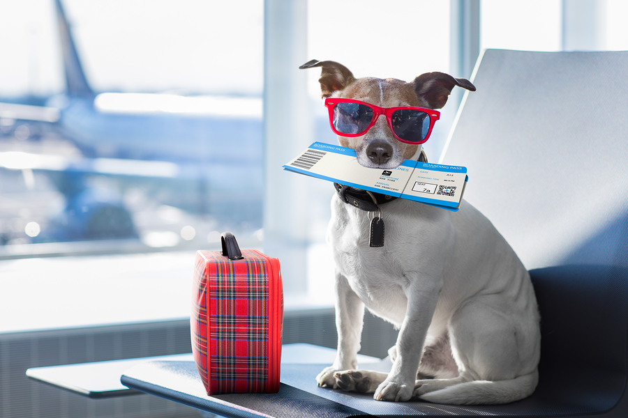 5 Tips For Flying With A Pet In Philadelphia