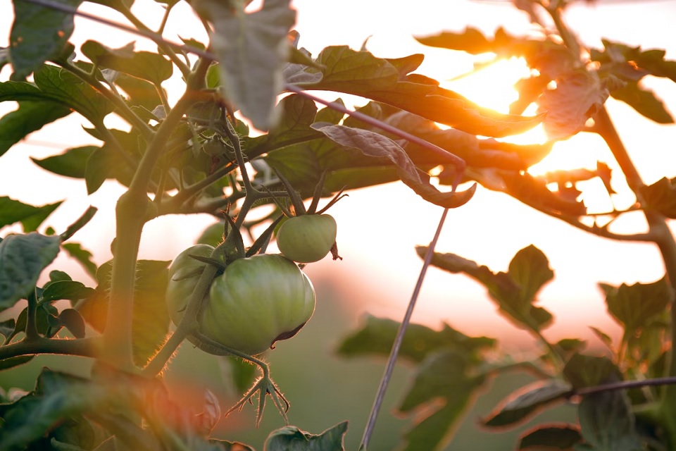 8 Essential Crops To Grow In A Survival Garden