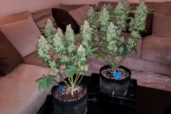 Autoflowering Cannabis Plants
