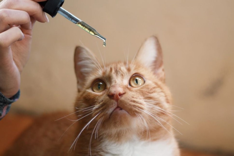 Caring For Your Aging Cat: Strategies For A Happy & Healthy Senior Feline Friend
