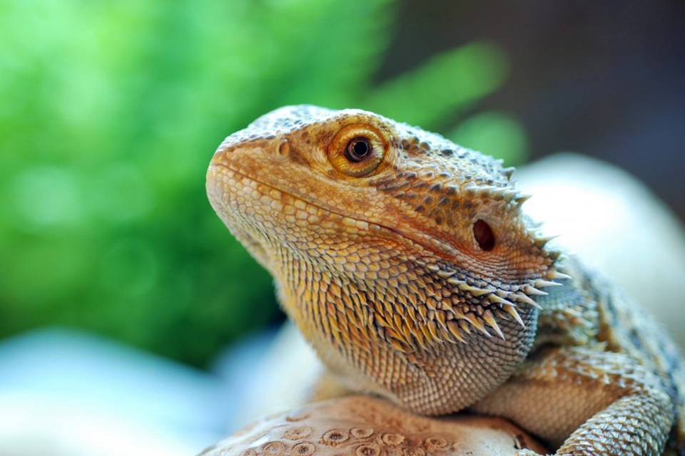 Vital Aspects To Evaluate When Buying Live Food For Pet Reptile Hatchlings
