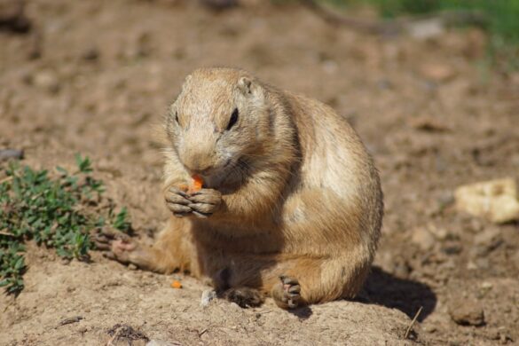 Gopher Exterminator ASAP
