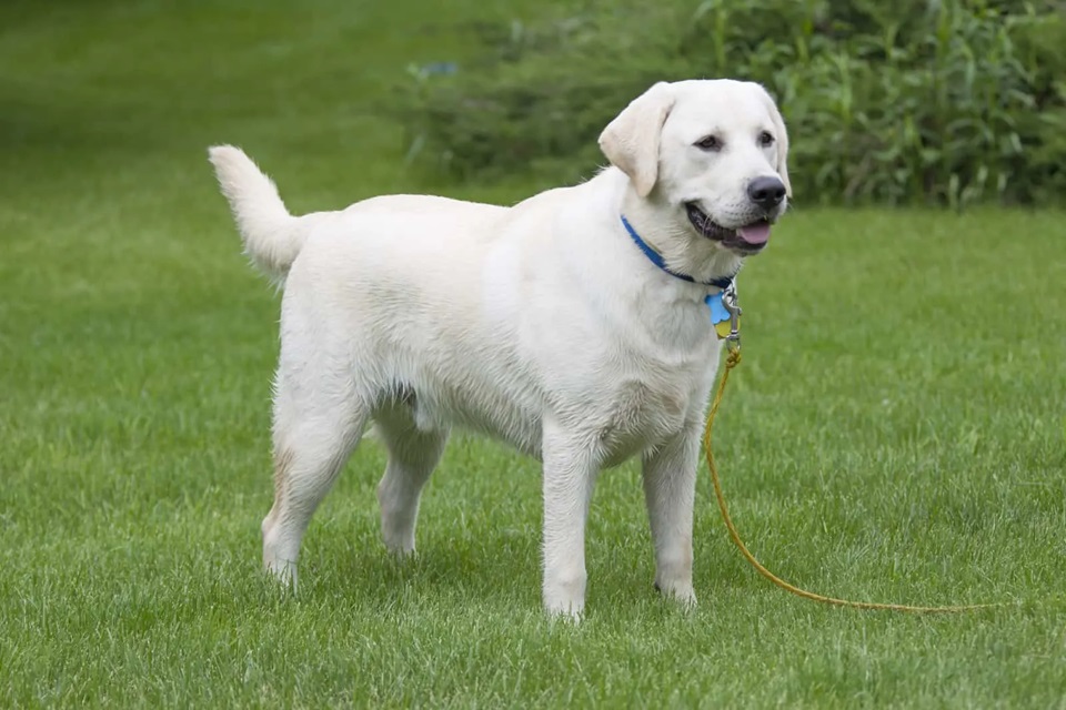 Why White Labradors Are Unique & How To Locate Them