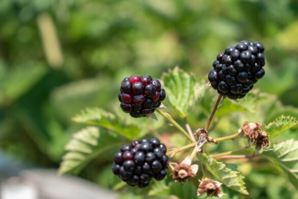 Blackberry Plant Varieties