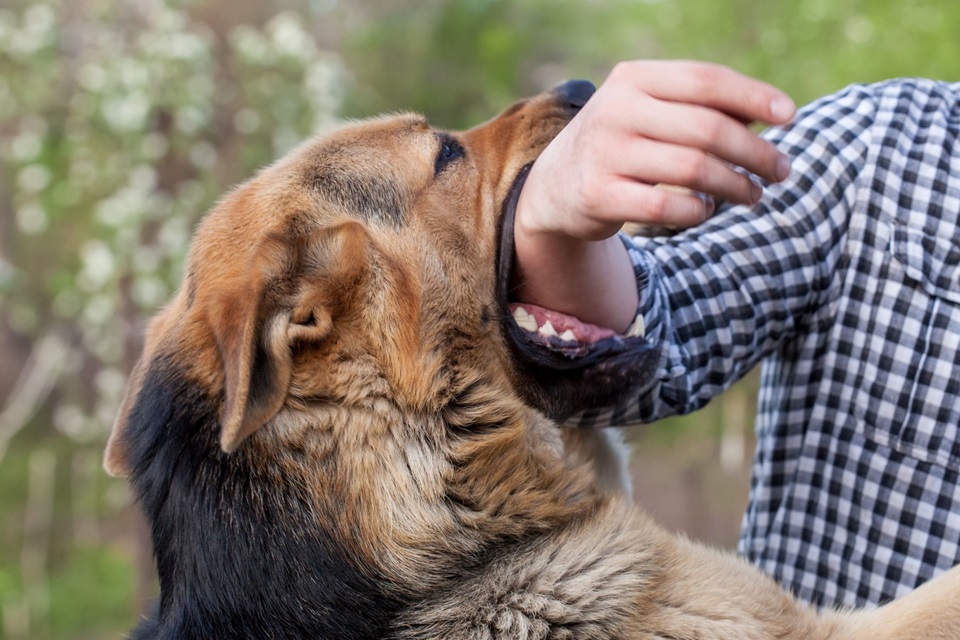 Most Common Causes Of Dog Bite Injuries