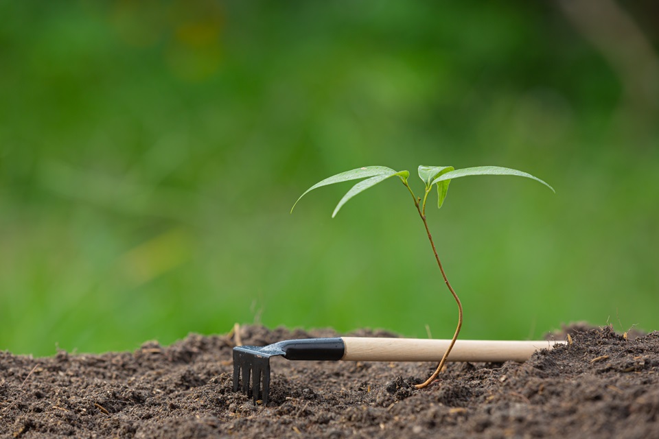 5 Creative Ways To Personalize Your Memorial Tree Planting Ceremony