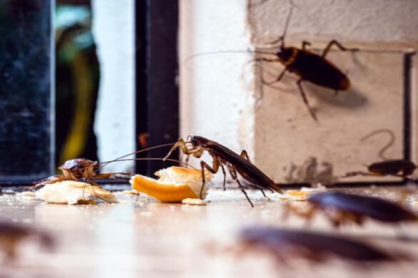 Pest Control Cost