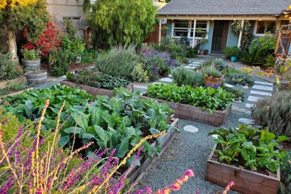 Start Your Mini Homestead